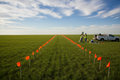 50 bright orange survey flags marking a boundary line in a green field
